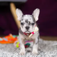 Bobo, a female French Bulldog for sale in Millersburg, OH – 1 of 7