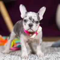 Bobo, a female French Bulldog for sale in Millersburg, OH – 3 of 7