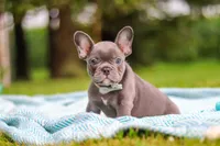 Ollie, a male French Bulldog for sale in Millersburg, OH – 8 of 10