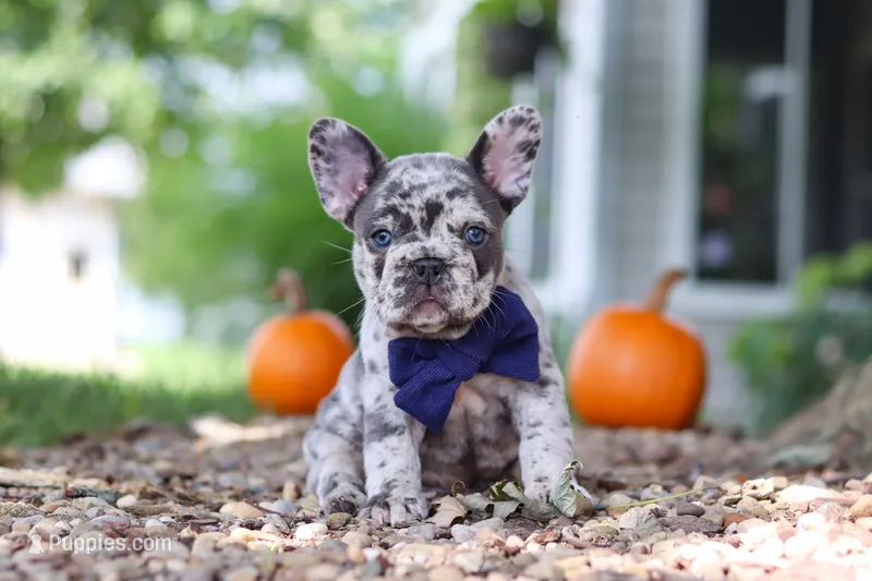 Hayden – French Bulldog puppy for sale in Millersburg, OH