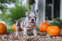 Hope, a female French Bulldog for sale in Millersburg, OH – 4 of 10
