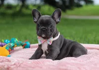 Pauline, a female French Bulldog for sale in Millersburg, OH – Photo 3 of 5