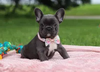 Pauline, a female French Bulldog for sale in Millersburg, OH – Photo 2 of 5