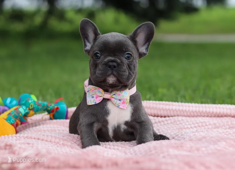 Pauline, a female French Bulldog for sale in Millersburg, OH – Photo 1 of 5
