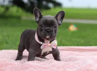 Pauline, a female French Bulldog for sale in Millersburg, OH – Photo 4 of 5