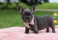 Pauline, a female French Bulldog for sale in Millersburg, OH – Photo 5 of 5