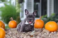 Haven, a female French Bulldog for sale in Millersburg, OH – 7 of 9