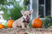Emmett, a male French Bulldog for sale in Millersburg, OH – 5 of 8