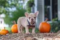 Emmett, a male French Bulldog for sale in Millersburg, OH – 4 of 8