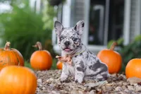 Hope, a female French Bulldog for sale in Millersburg, OH – 3 of 10