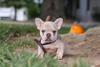Emmett, a male French Bulldog for sale in Millersburg, OH – 2 of 8