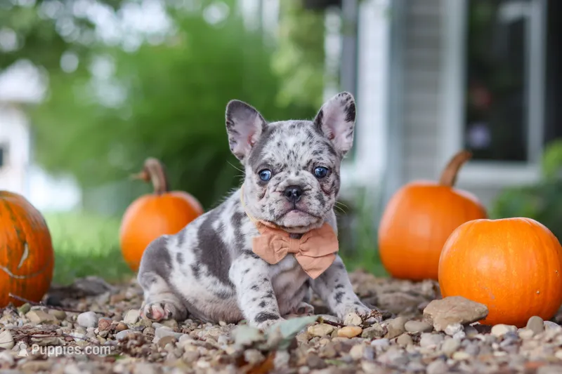 Hope – French Bulldog puppy for sale in Millersburg, OH