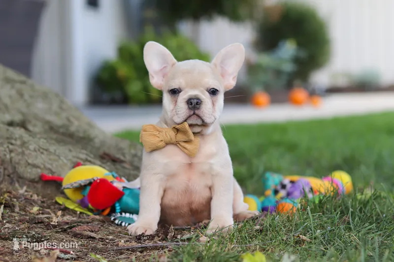 Emmett – French Bulldog puppy for sale in Millersburg, OH