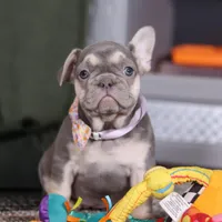 Cora, a female French Bulldog for sale in Millersburg, OH – Photo 4 of 4