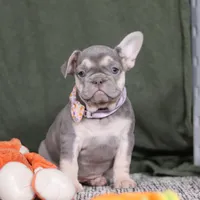 Cora, a female French Bulldog for sale in Millersburg, OH – Photo 1 of 4