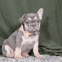 Cora, a female French Bulldog for sale in Millersburg, OH – Photo 3 of 4