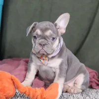 Cora, a female French Bulldog for sale in Millersburg, OH – Photo 2 of 4