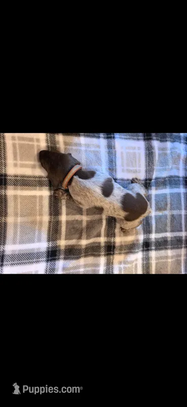 Brown Male – German Shorthaired Pointer puppy for sale in Appomattox, VA