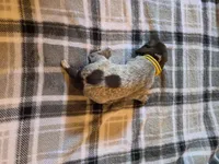 Yellow Female, a female German Shorthaired Pointer for sale in Appomattox, VA – 2 of 6