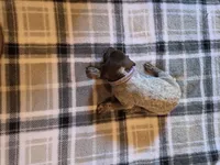Purple Female, a female German Shorthaired Pointer for sale in Appomattox, VA – 5 of 6