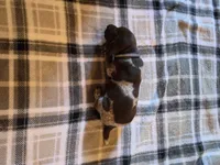 Blue Male, a male German Shorthaired Pointer for sale in Appomattox, VA – 4 of 6