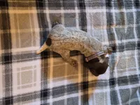 Purple Female, a female German Shorthaired Pointer for sale in Appomattox, VA – 1 of 6