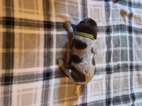 Green Male, a male German Shorthaired Pointer for sale in Appomattox, VA – 6 of 6