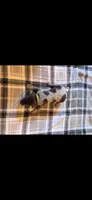 Green Male, a male German Shorthaired Pointer for sale in Appomattox, VA – 2 of 6
