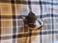 Black Male, a male German Shorthaired Pointer for sale in Appomattox, VA – 5 of 6