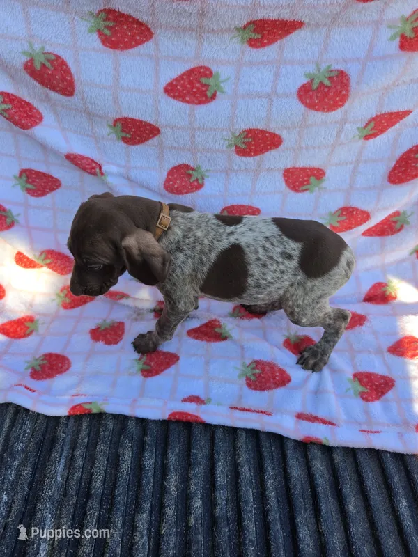 Brown Male – German Shorthaired Pointer puppy for sale in Appomattox, VA
