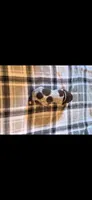 Black Male, a male German Shorthaired Pointer for sale in Appomattox, VA – 1 of 6