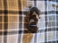 Blue Male, a male German Shorthaired Pointer for sale in Appomattox, VA – 5 of 6