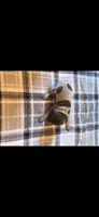 White Female , a female German Shorthaired Pointer for sale in Appomattox, VA – 2 of 6