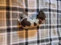 Brown Male, a male German Shorthaired Pointer for sale in Appomattox, VA – 3 of 6