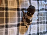 Black Male, a male German Shorthaired Pointer for sale in Appomattox, VA – 2 of 6