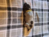 Yellow Female, a female German Shorthaired Pointer for sale in Appomattox, VA – 4 of 6