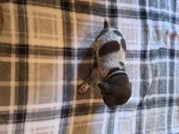 Black Male, a male German Shorthaired Pointer for sale in Appomattox, VA – 3 of 6