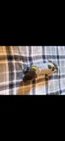 Yellow Female, a female German Shorthaired Pointer for sale in Appomattox, VA – 6 of 6