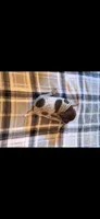 White Female , a female German Shorthaired Pointer for sale in Appomattox, VA – 1 of 6