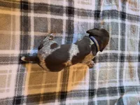 Blue Male, a male German Shorthaired Pointer for sale in Appomattox, VA – 6 of 6