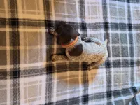 Orange Male, a male German Shorthaired Pointer for sale in Appomattox, VA – 6 of 6