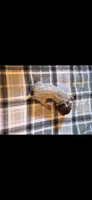 Purple Female, a female German Shorthaired Pointer for sale in Appomattox, VA – 6 of 6
