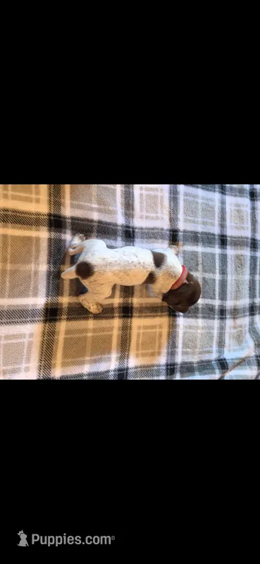 Red Male – German Shorthaired Pointer puppy for sale in Appomattox, VA