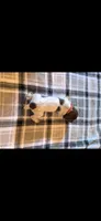 Red Male, a male German Shorthaired Pointer for sale in Appomattox, VA – 1 of 6
