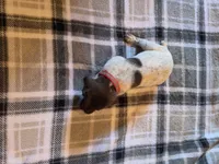Red Male, a male German Shorthaired Pointer for sale in Appomattox, VA – 5 of 6