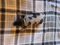 Green Male, a male German Shorthaired Pointer for sale in Appomattox, VA – 1 of 6