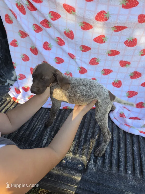 Purple Female – German Shorthaired Pointer puppy for sale in Appomattox, VA
