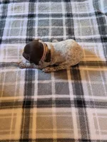Pink Female, a female German Shorthaired Pointer for sale in Appomattox, VA – 4 of 6