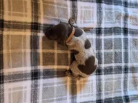 Brown Male, a male German Shorthaired Pointer for sale in Appomattox, VA – 4 of 6