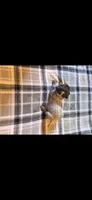 Purple Female, a female German Shorthaired Pointer for sale in Appomattox, VA – 4 of 6